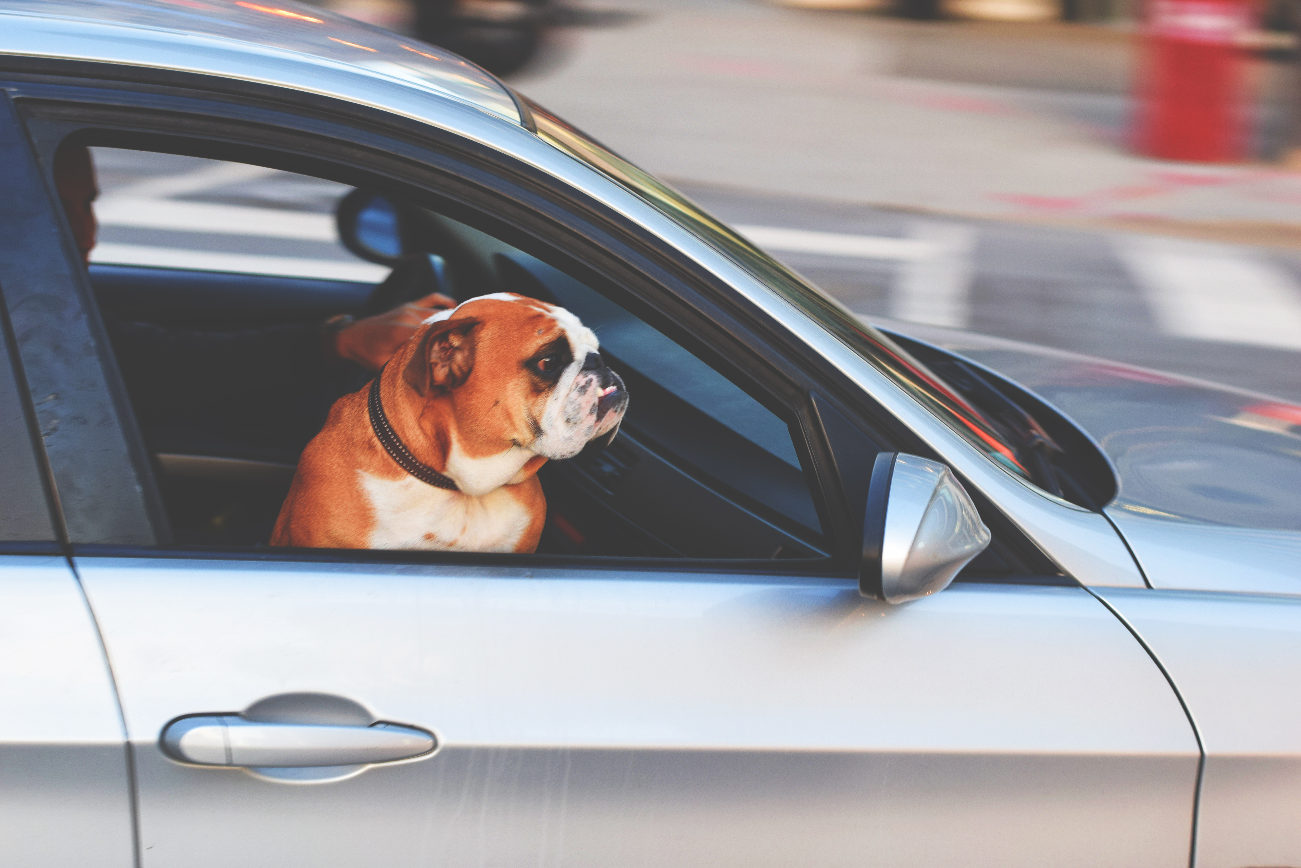 DOG IN CAR 1pexels-photo-236452